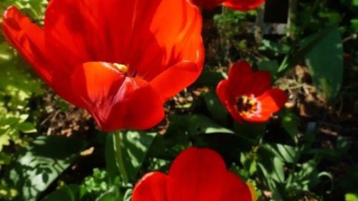 Visite du jardin de l'église Saint-Serge