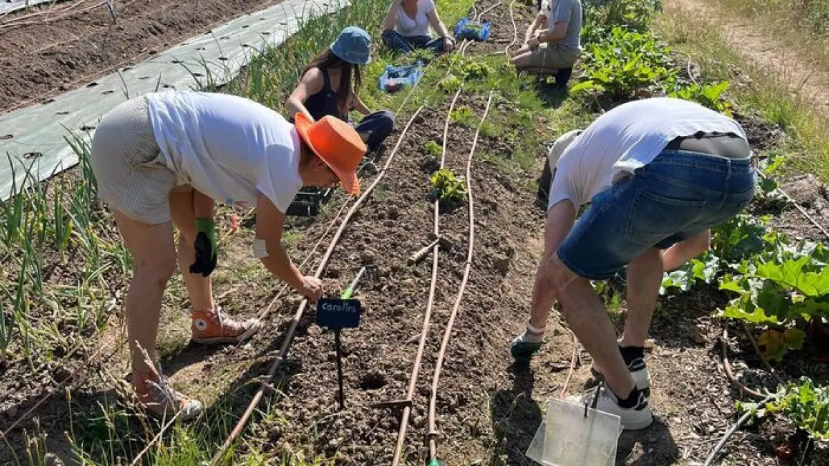 Visite libre et vente de légumes à la ferme tout l'été