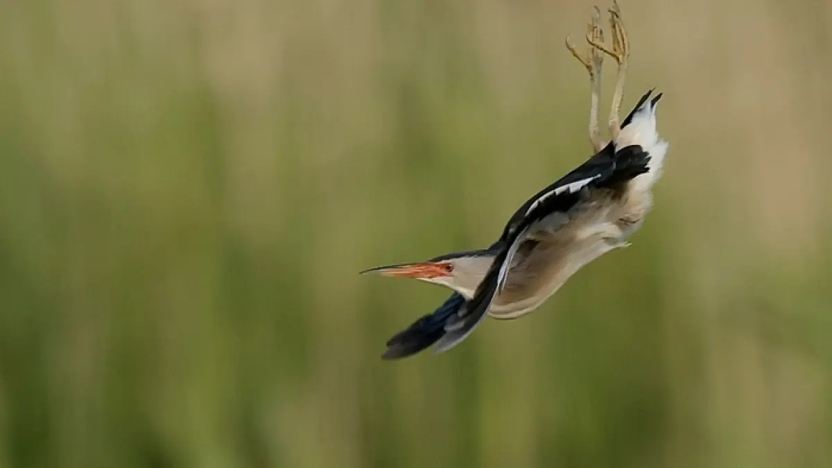 Nature insolite