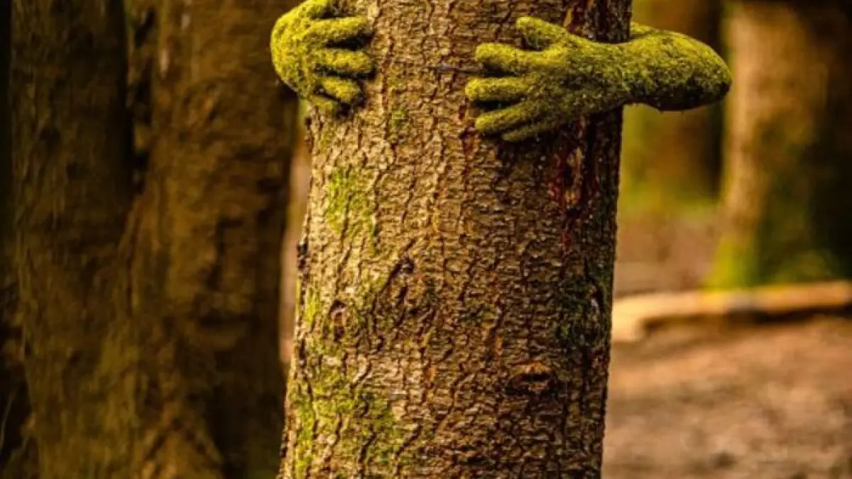 Installation Tree Hug par l'artiste Monsieur Plant