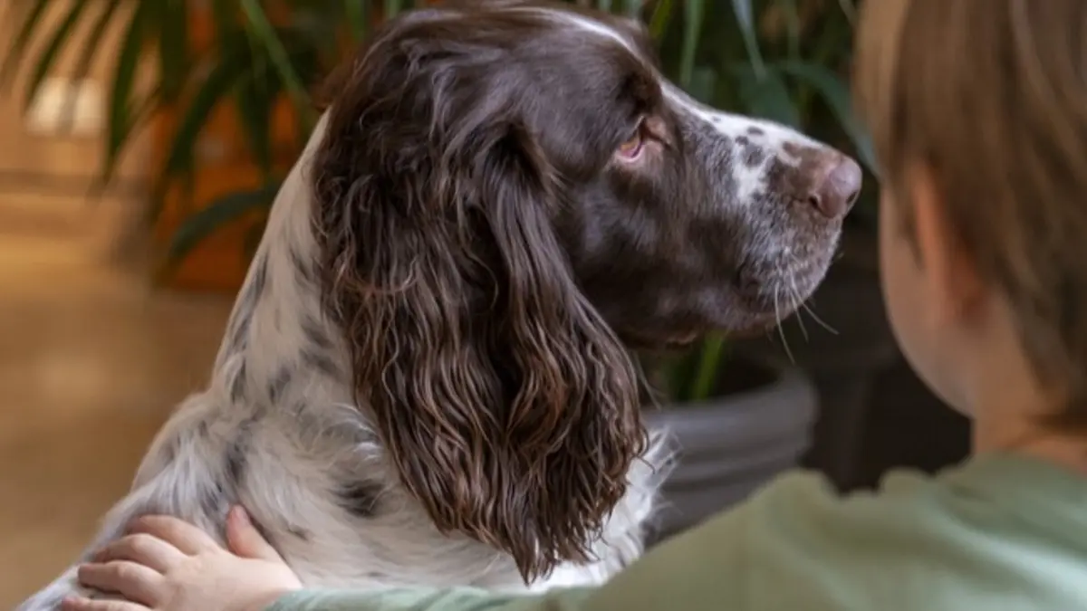 Dans la peau d'un chien
