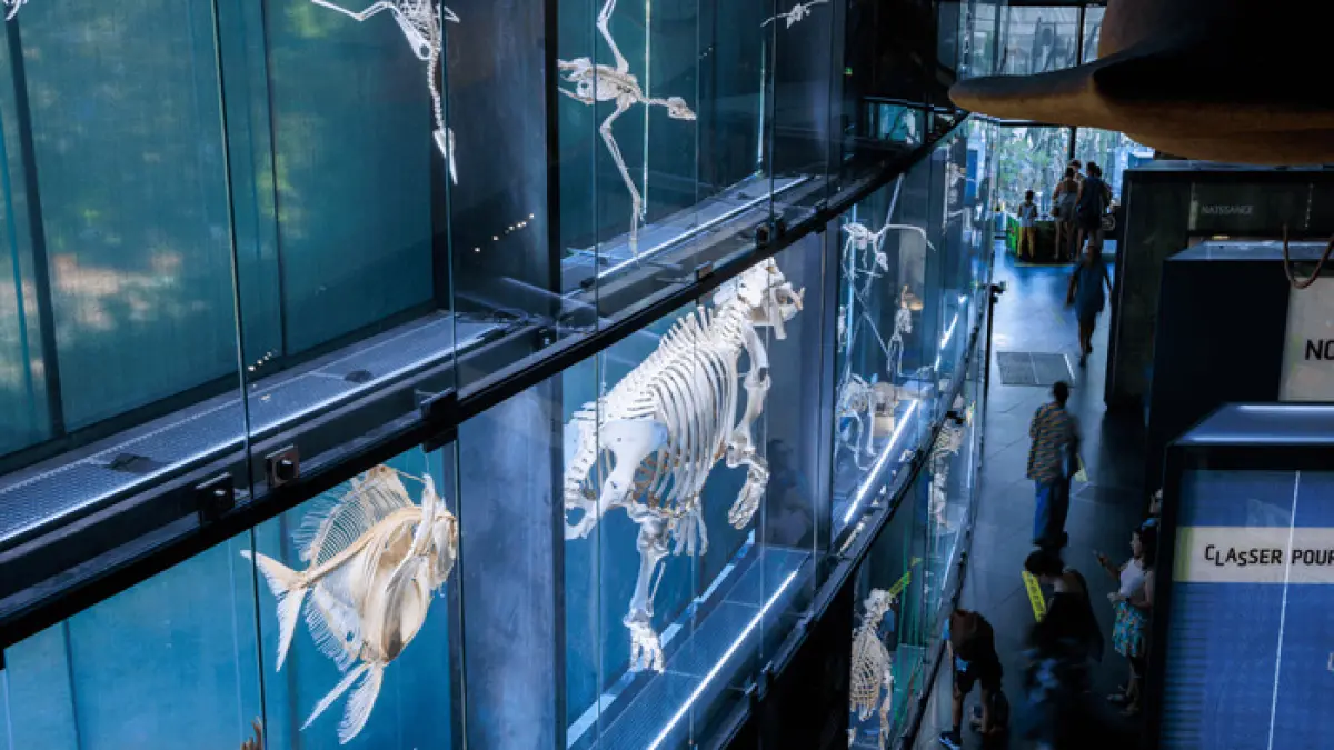 Visite de l'exposition permanente du Muséum