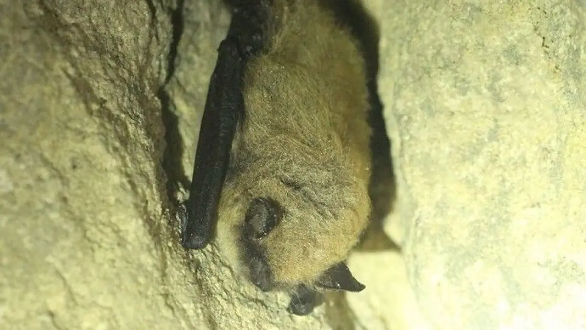 Les chauves-souris en hibernation