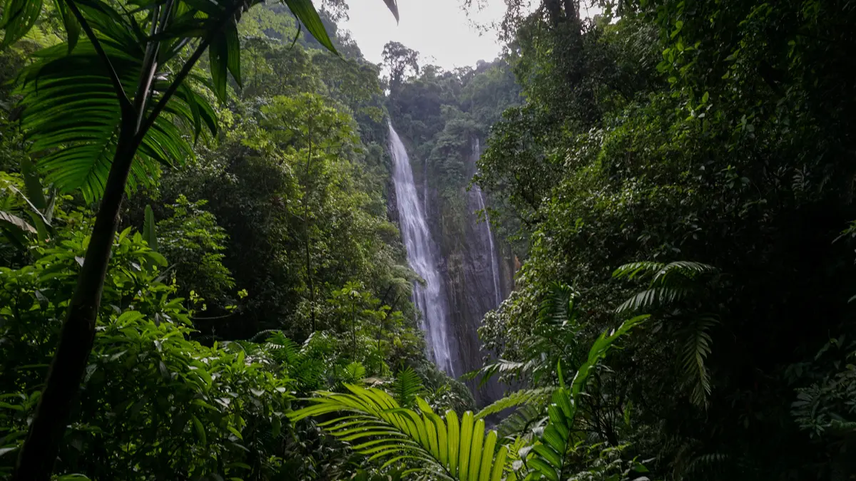 Rencontre : Les sons de la nature