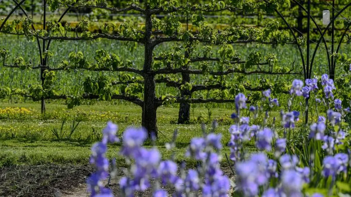 Journées européennes du Patrimoine 2026 et Journées mondiales de l’art de l’espalier