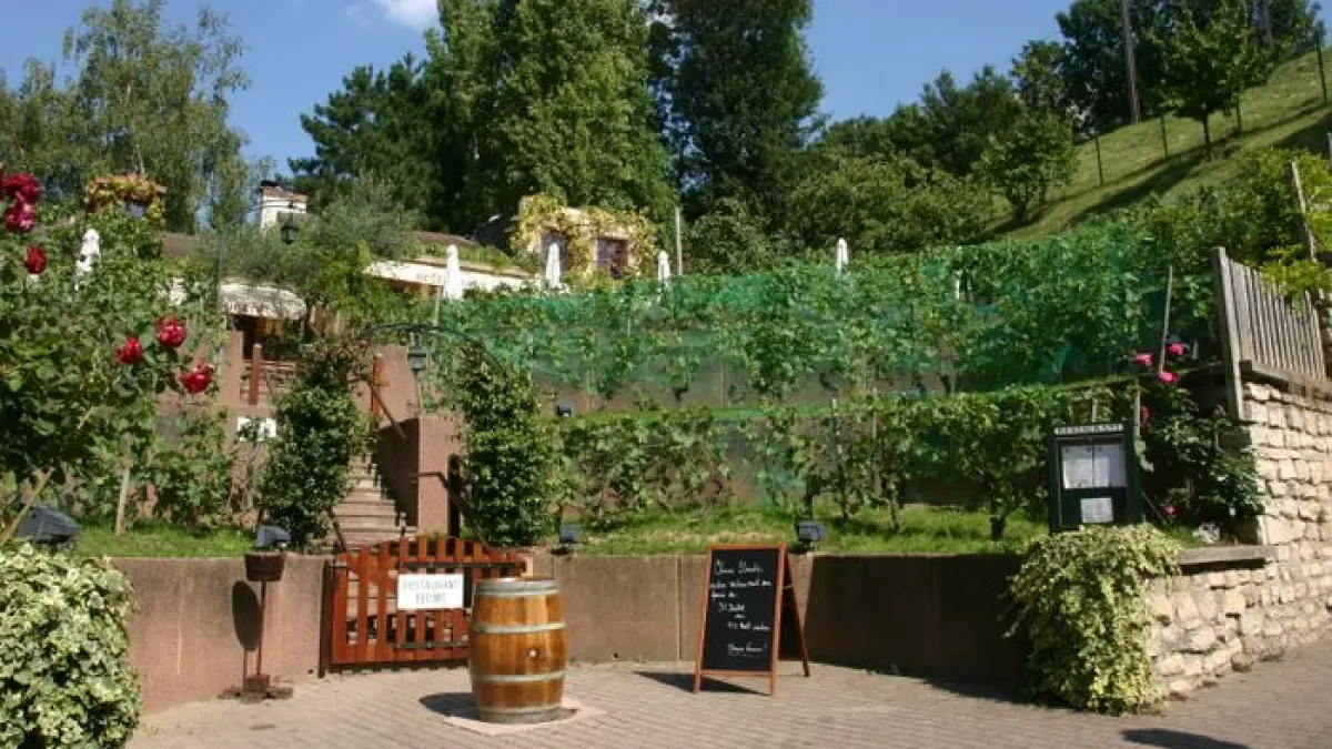 Visites guidées du Chemin des vignes