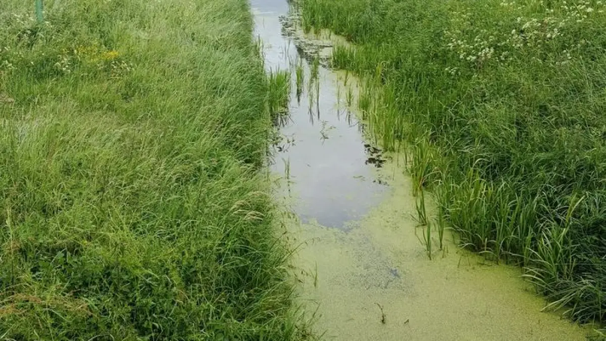 Balade au fil de l'eau à Coignières
