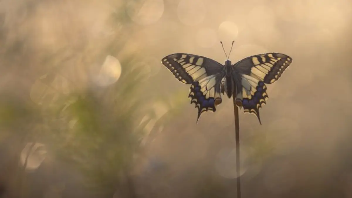 Atelier de curiosité : Photographie naturaliste
