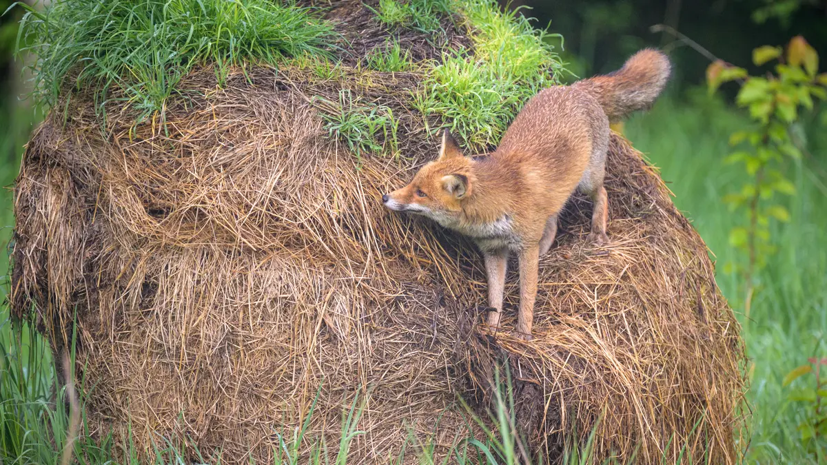L’individu derrière l’espèce : comment redonner un visage à la biodiversité