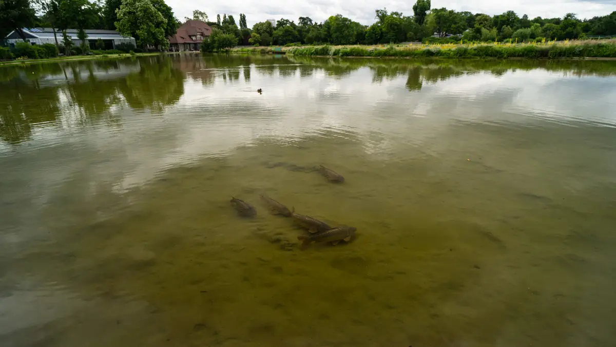 Comme un poisson dans la Seine