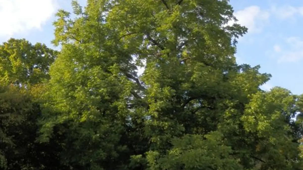 Visite guidée de l'Arboretum de Paris