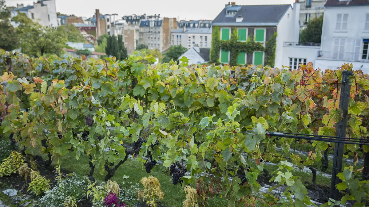 Le programme de la Fête des Vendanges de Montmartre