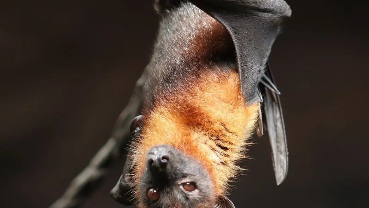 Nuit de la chauve souris