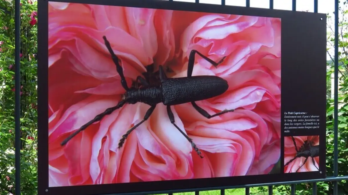 Fantastiques insectes !
