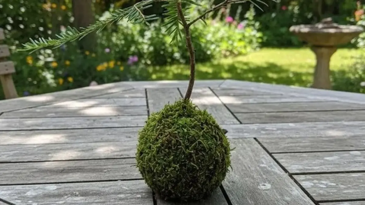 Atelier Kokedama – les jardins suspendus