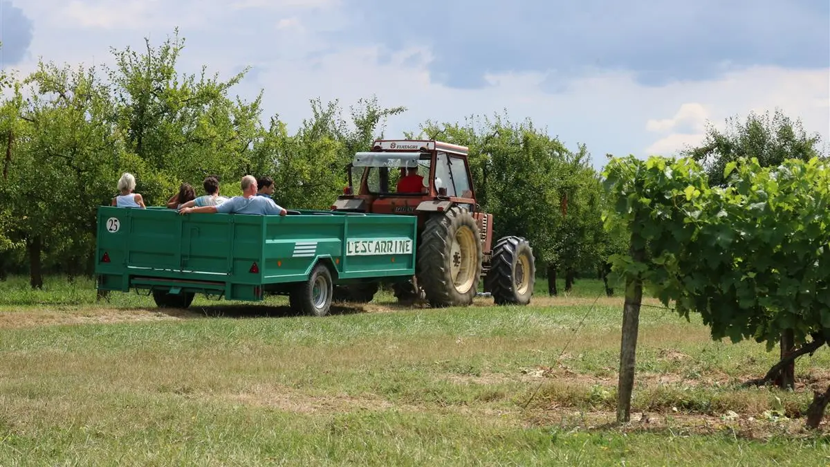 Balade insolite dans le vignoble.