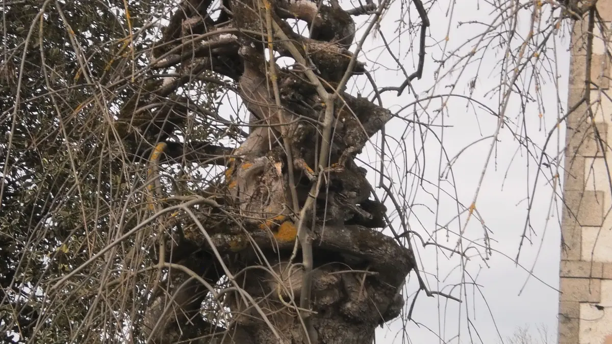 Arbre remarquable