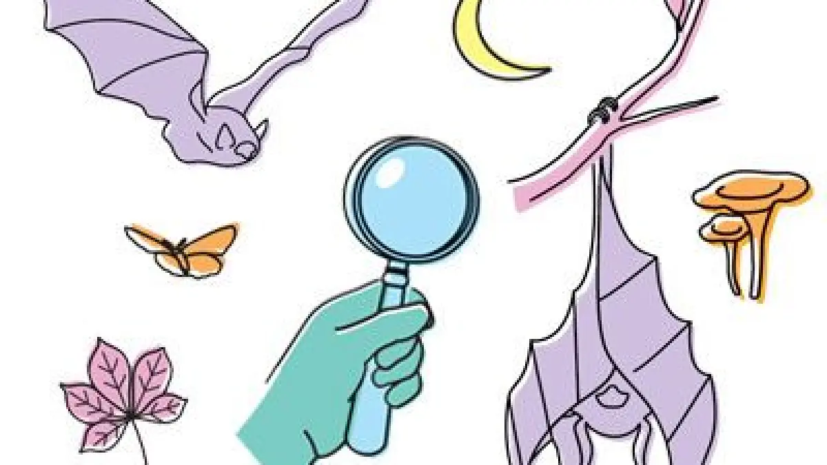 SEVRES : A la découverte des ombres volantes et autres animaux nocturnes !