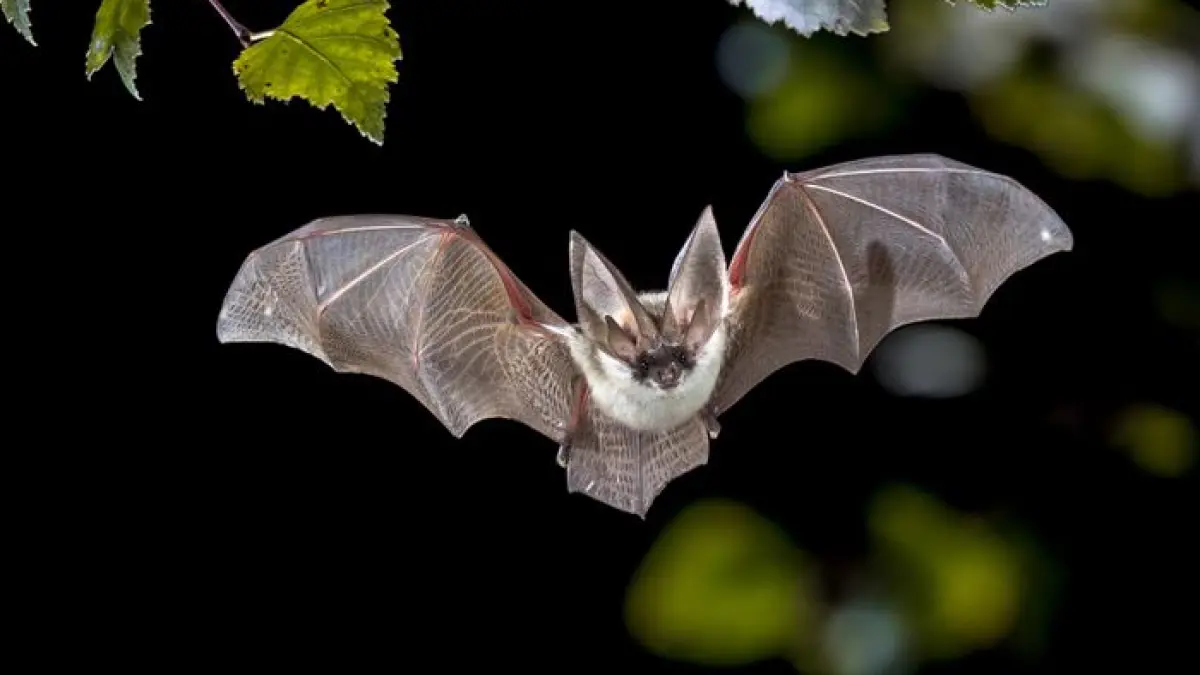 Nuit internationale de la chauve souris
