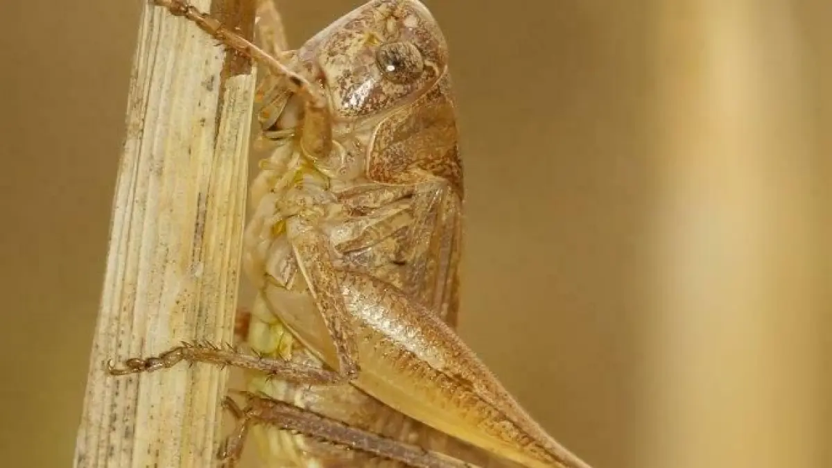 Criquets, sauterelles et autres insectes