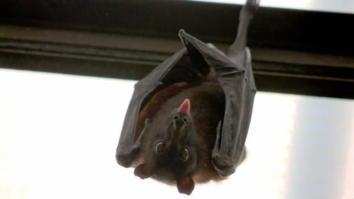 Chauves-souris, demoiselles de la nuit