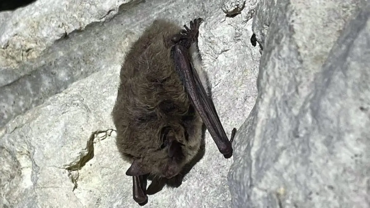 La danse des chauves-souris