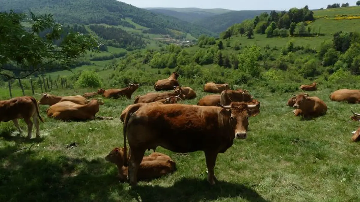 Mazel, station Mt Lozère