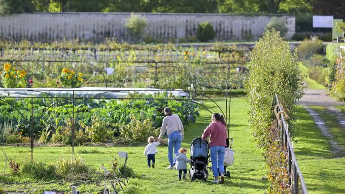 Les Saveurs du Potager