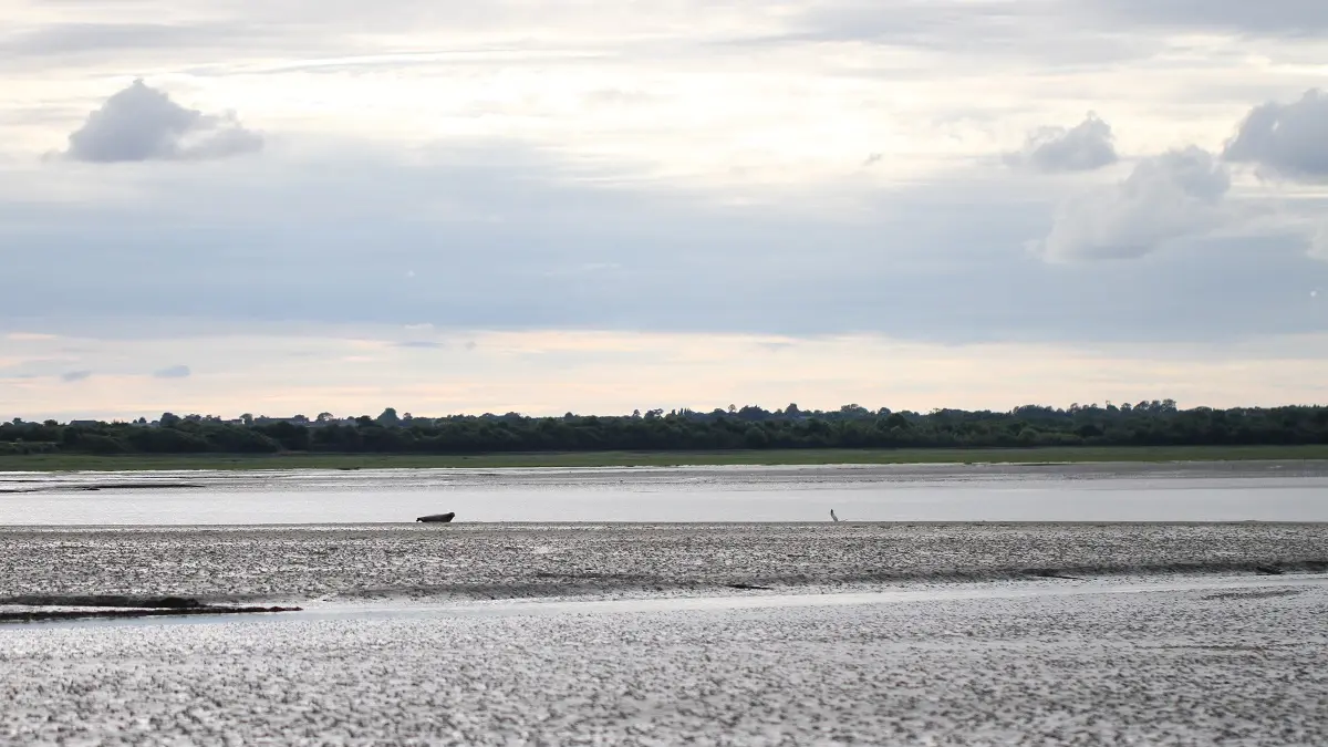 Baie des Veys : ses oiseaux, ses phoques