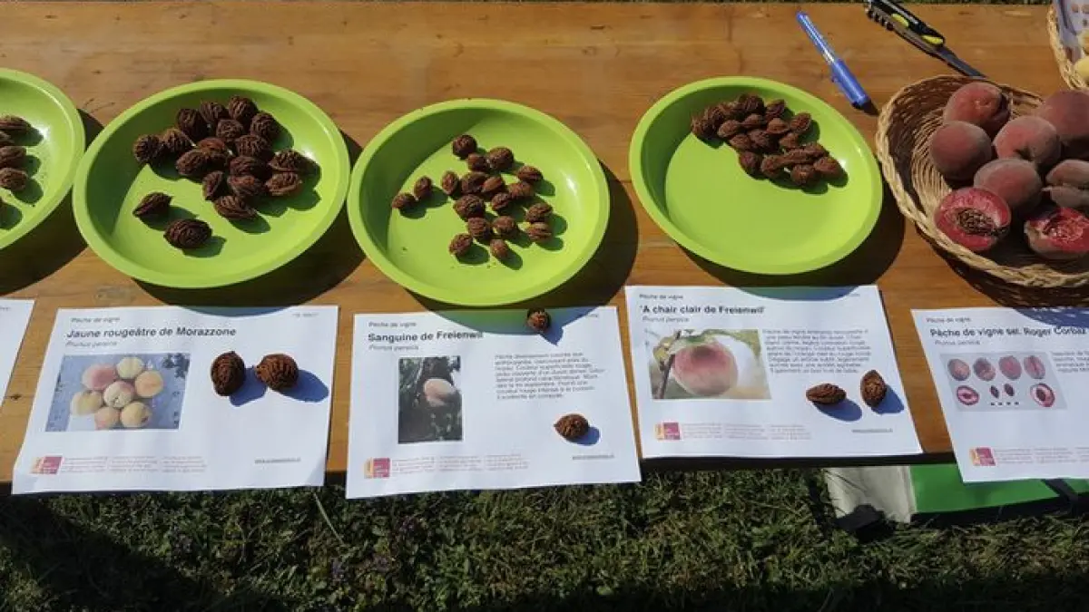 Atelier de greffage et dégustation de pêches de vigne et autres raretés de la saison