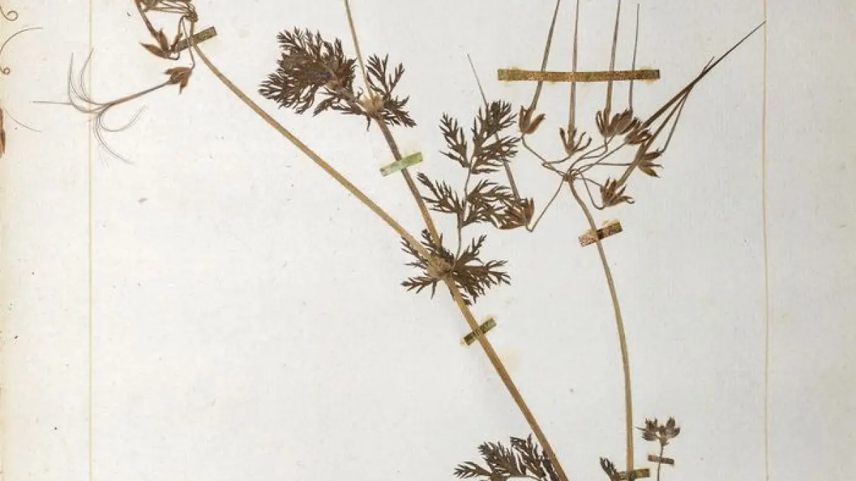 «Jamais la nature ne nous trompe»: philosopher au Jardin Botanique