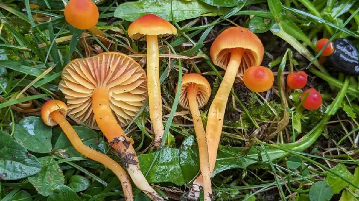 Les secrets du monde fongique : à la découverte des champignons du Jardin Botanique de Genève