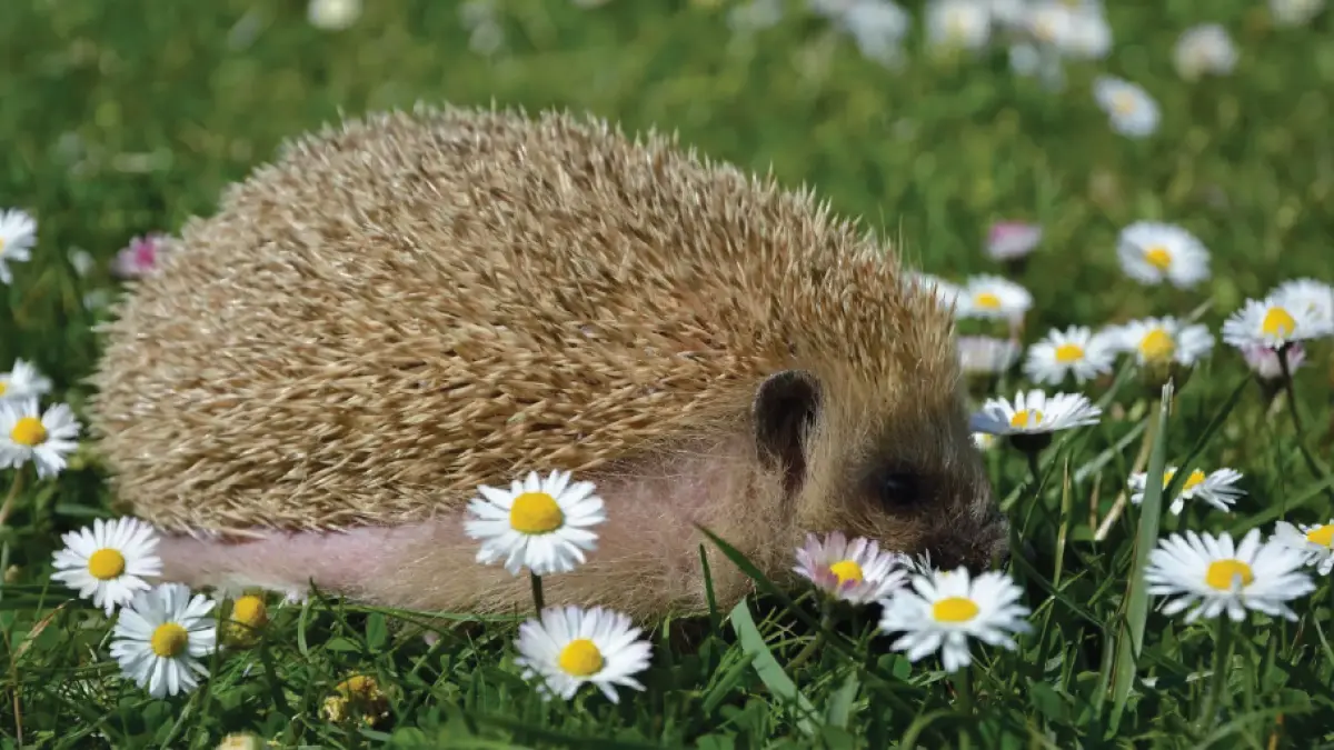 La vie sauvage au coeur nos villages - Fêtons la biodiversité