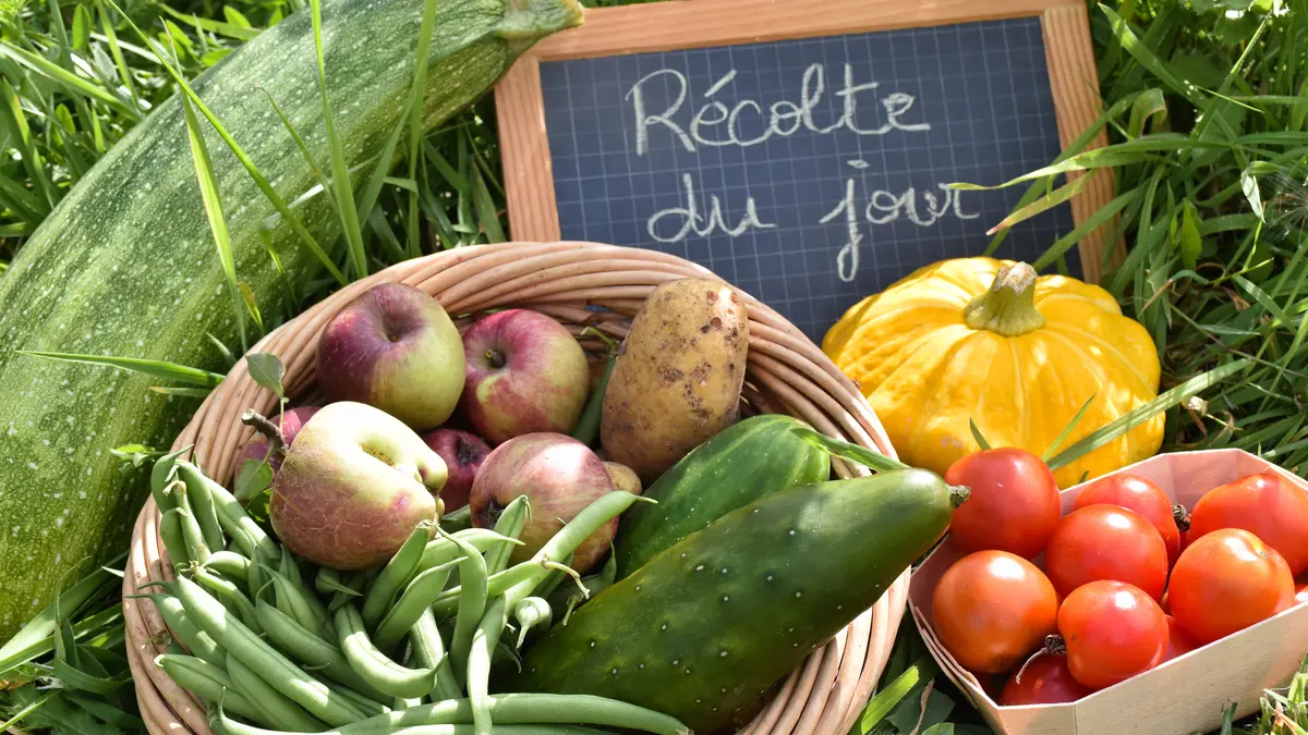 Cueillettes d'été à la Ferme de Paris