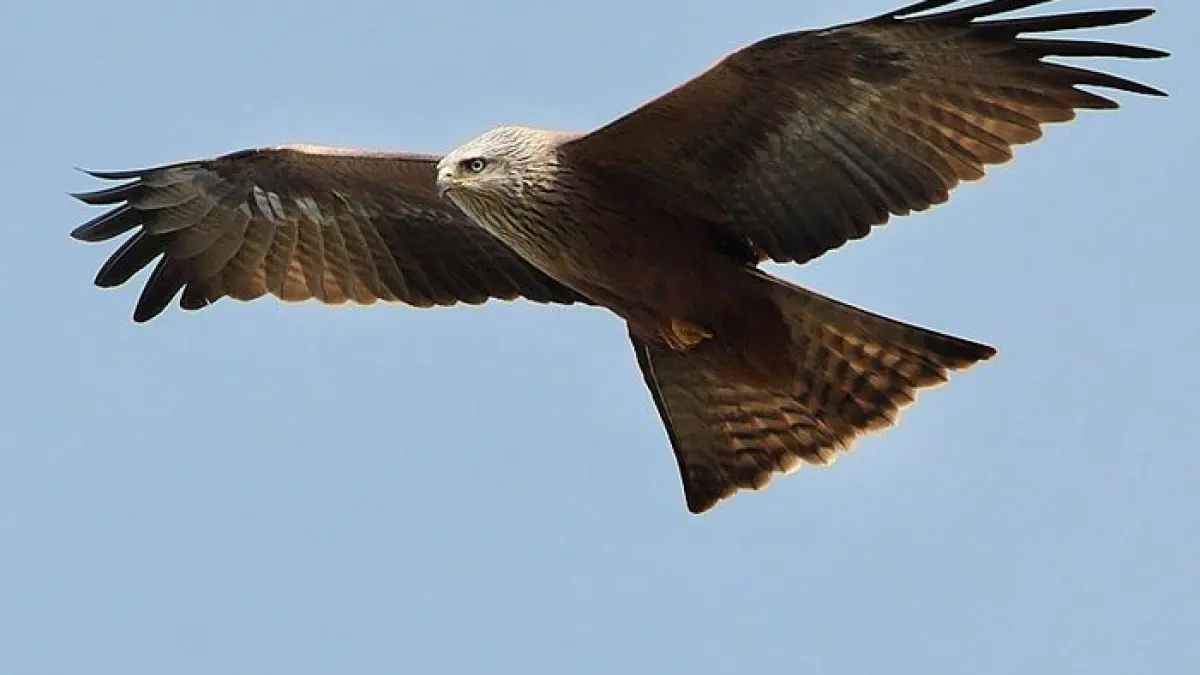Les oiseaux de Colomiers : dessine-moi un milan !