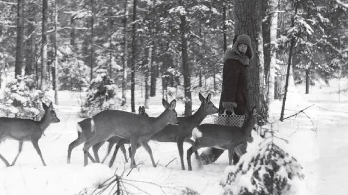 Dans la forêt