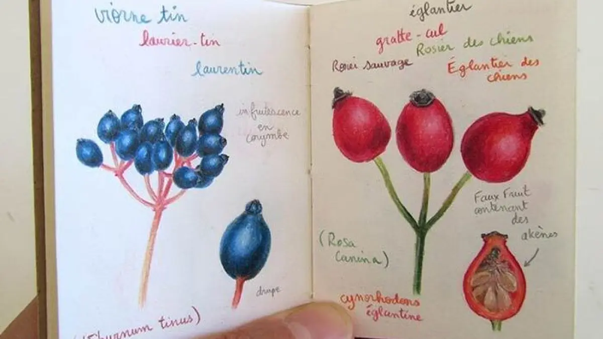 Dessin botanique avec Fanny Pageaud