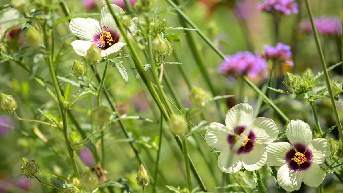 Balade bien être : les bienfaits insoupçonnés des plantes