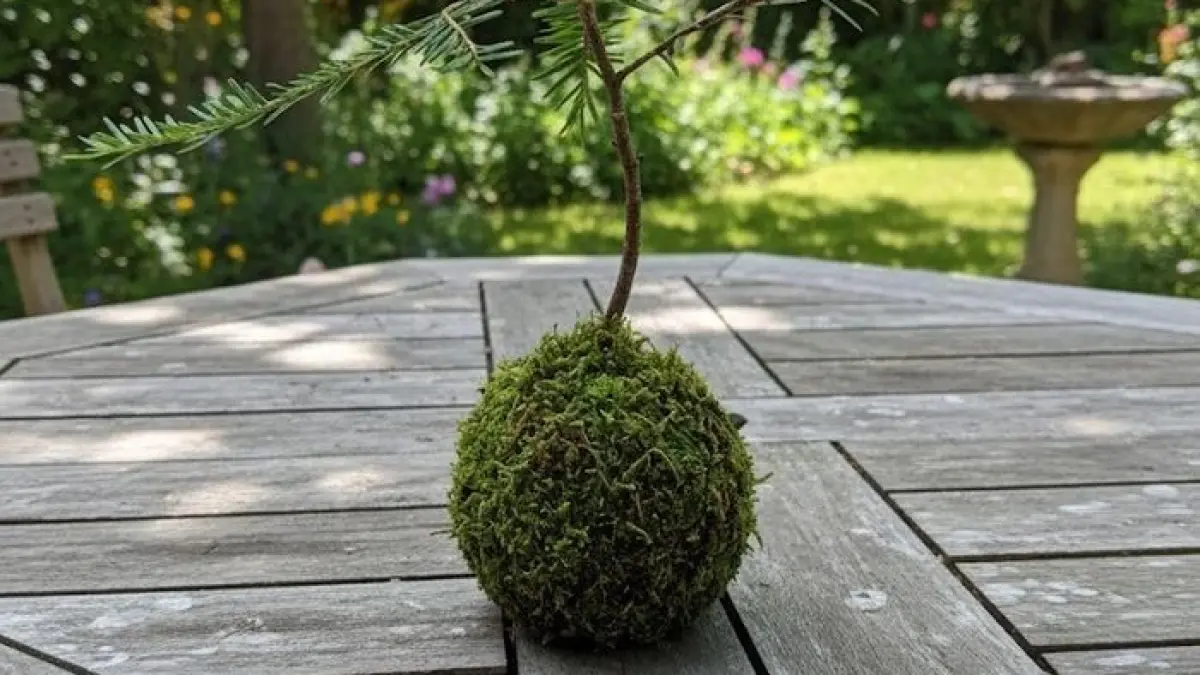 ANNULÉ - Atelier Kokedama – les jardins suspendus