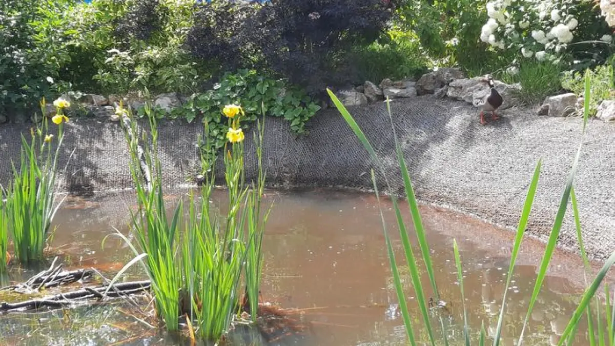 Visite thématique de la biodiversité du cimetière des Gonards