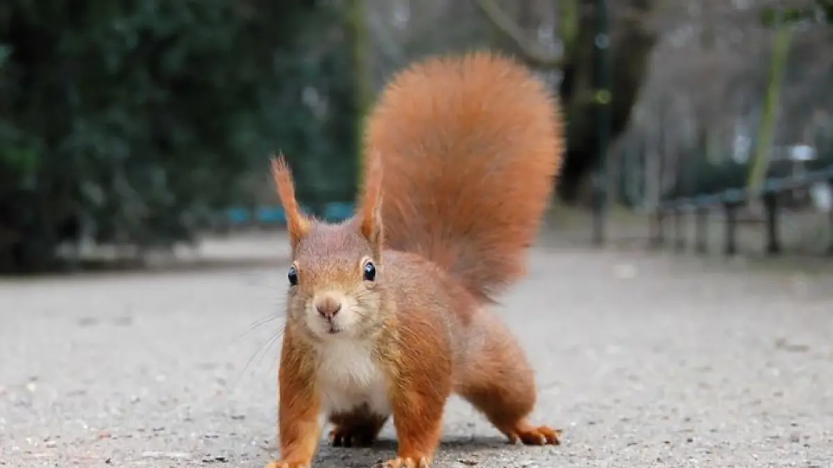 Faune sauvage du parc : le milieu forestier