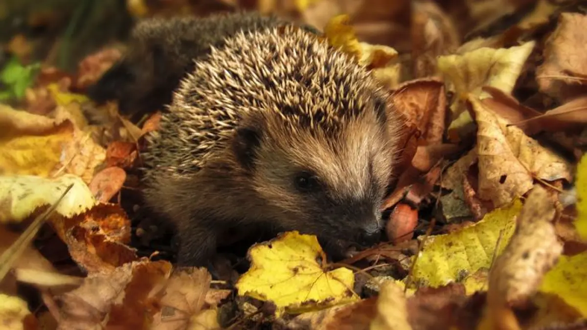 BOULOGNE-BILLANCOURT - Balade guidée : 🐿️🍂 À la découverte du garde-manger de la faune sauvage du Parc de Billancourt