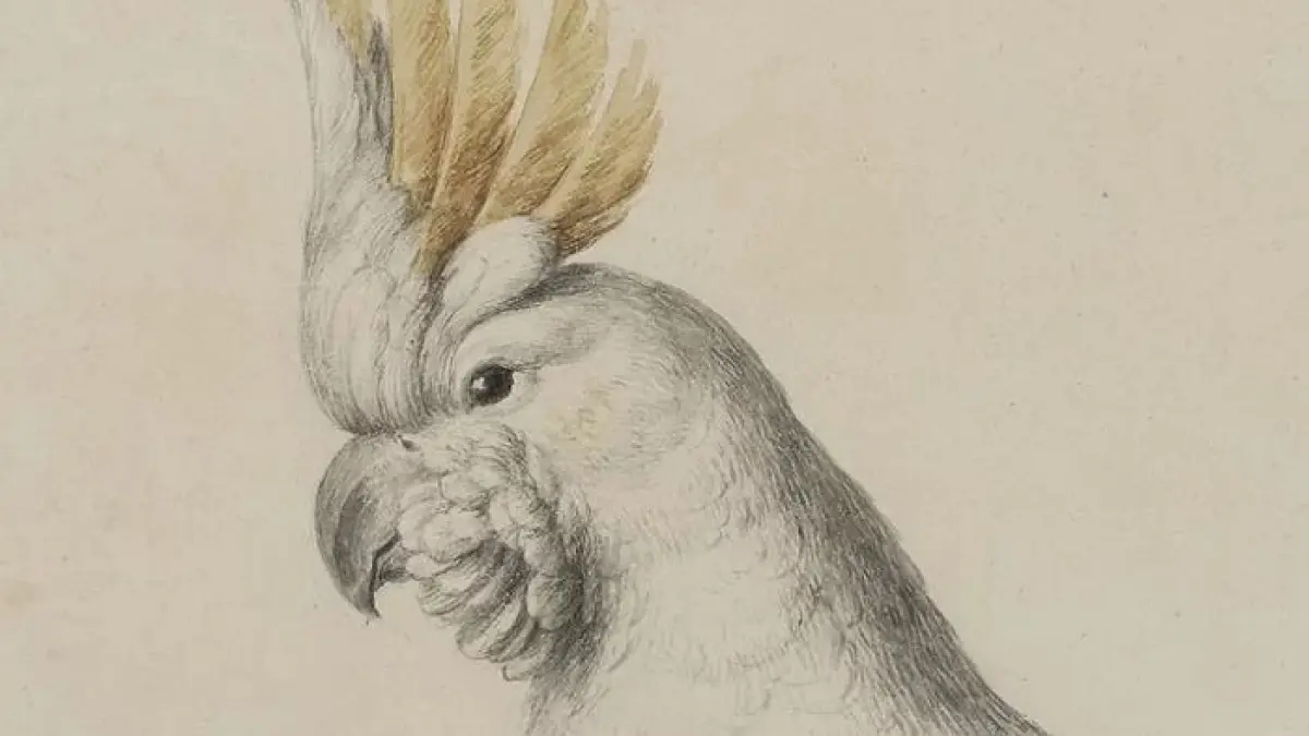 Conférence : "La représentation des animaux entre art et science : l’exemple du Muséum" par Alice Lemaire
