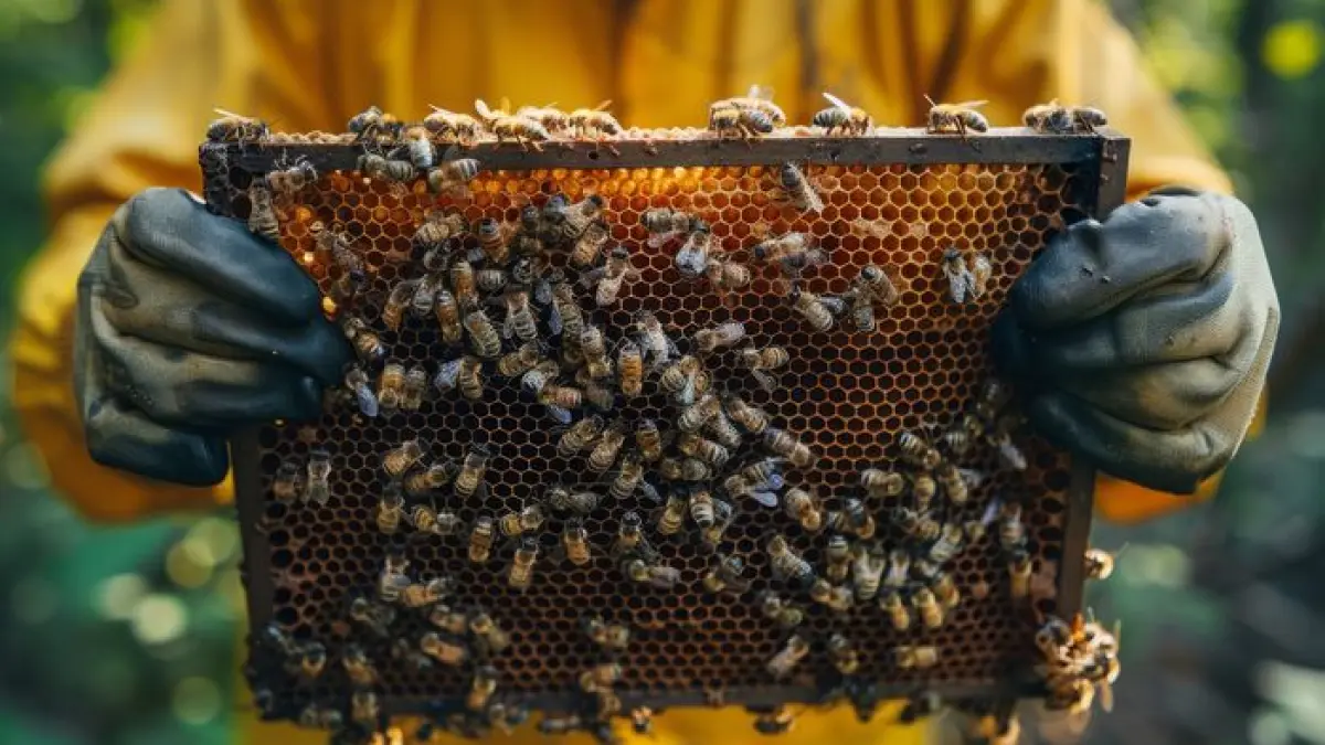Découverte de l’apiculture à Bouconne