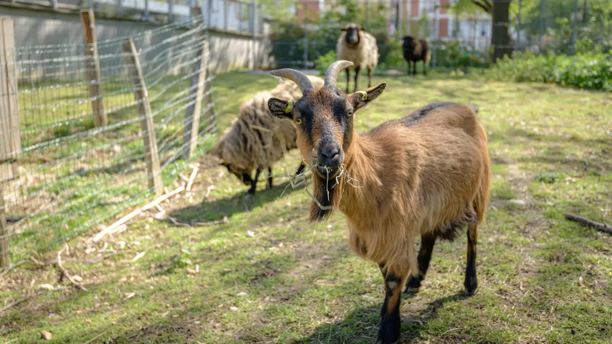 Soigneur d'un jour à la ferme pédagogique René Binet (18e)