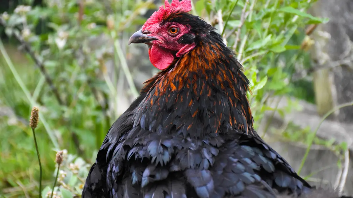 Ateliers pratique à la ferme pédagogique René Binet (18e)