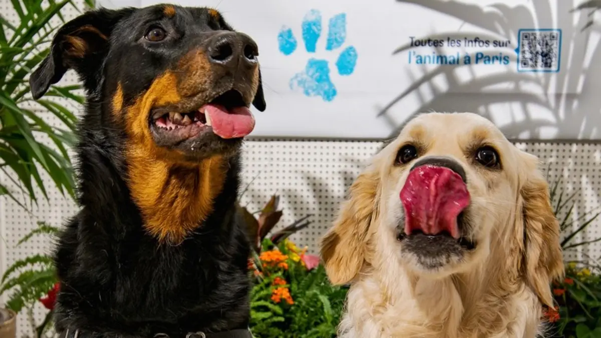 La Maison de l'animal : toute la programmation